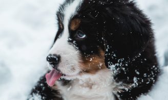 Prendre soin de son chien en hiver