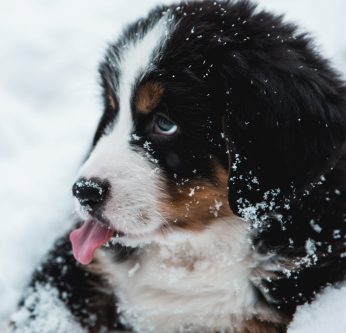 Prendre soin de son chien en hiver