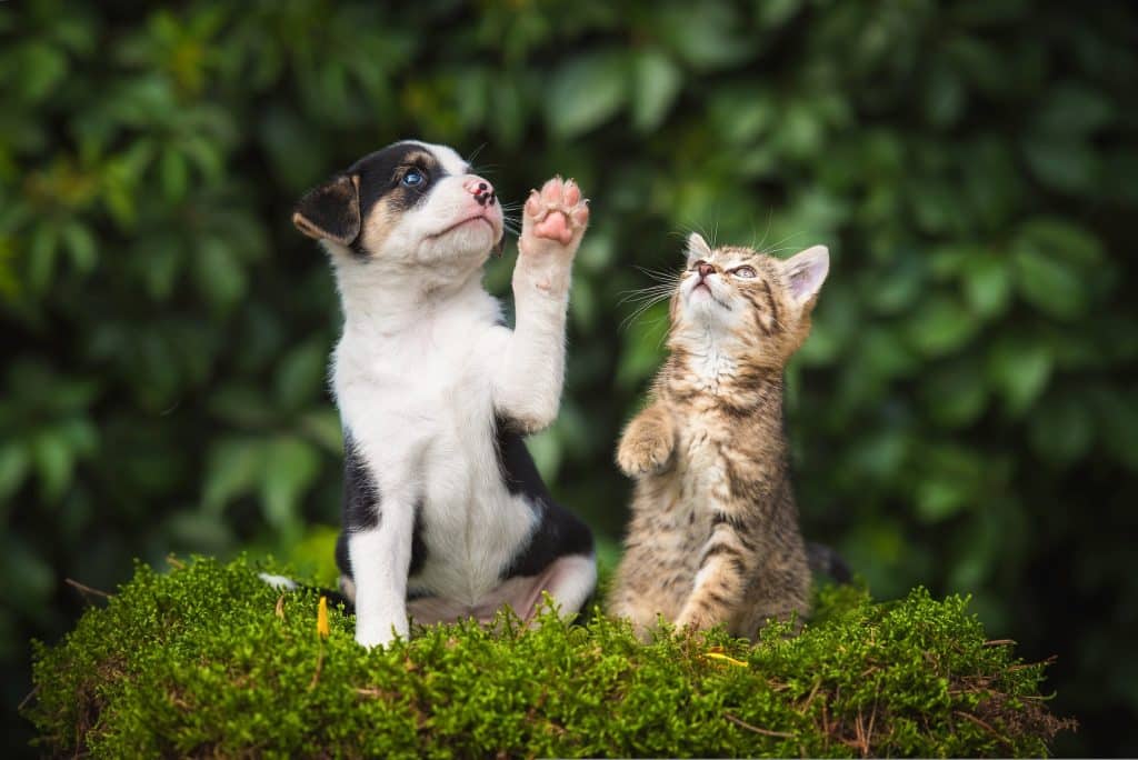 Les dangers du printemps : chiens et chats