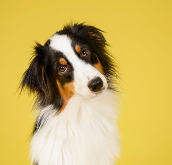 L'oedème de quincke chez le chien