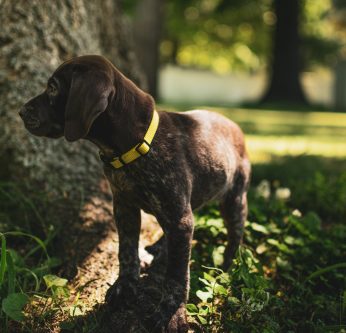 Chenilles processionnaires : danger pour les chiens et les chats