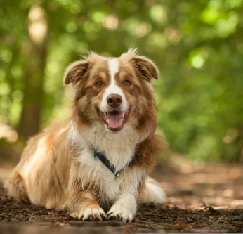 Chenilles processionnaires : danger pour les chiens et les chats