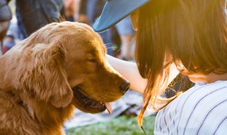 Chiens et chats : les dangers de l’été
