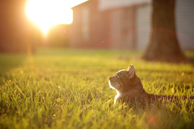 chat danger de l'été