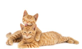 La mue chez le chat