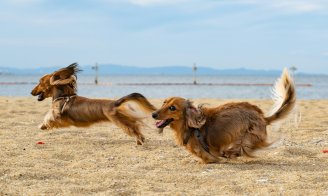Dangers de l'été pour les chiens et chats