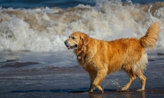 Le chien et la mer