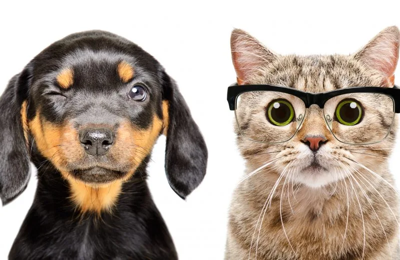 Animaux Santé, un chien et un chat à lunettes