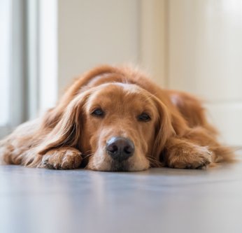 Le blues de la rentrée chez le chien/chat