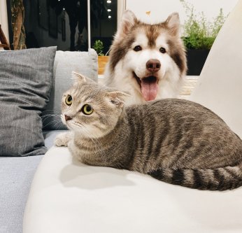 La dépression du chien et du chat à la rentrée