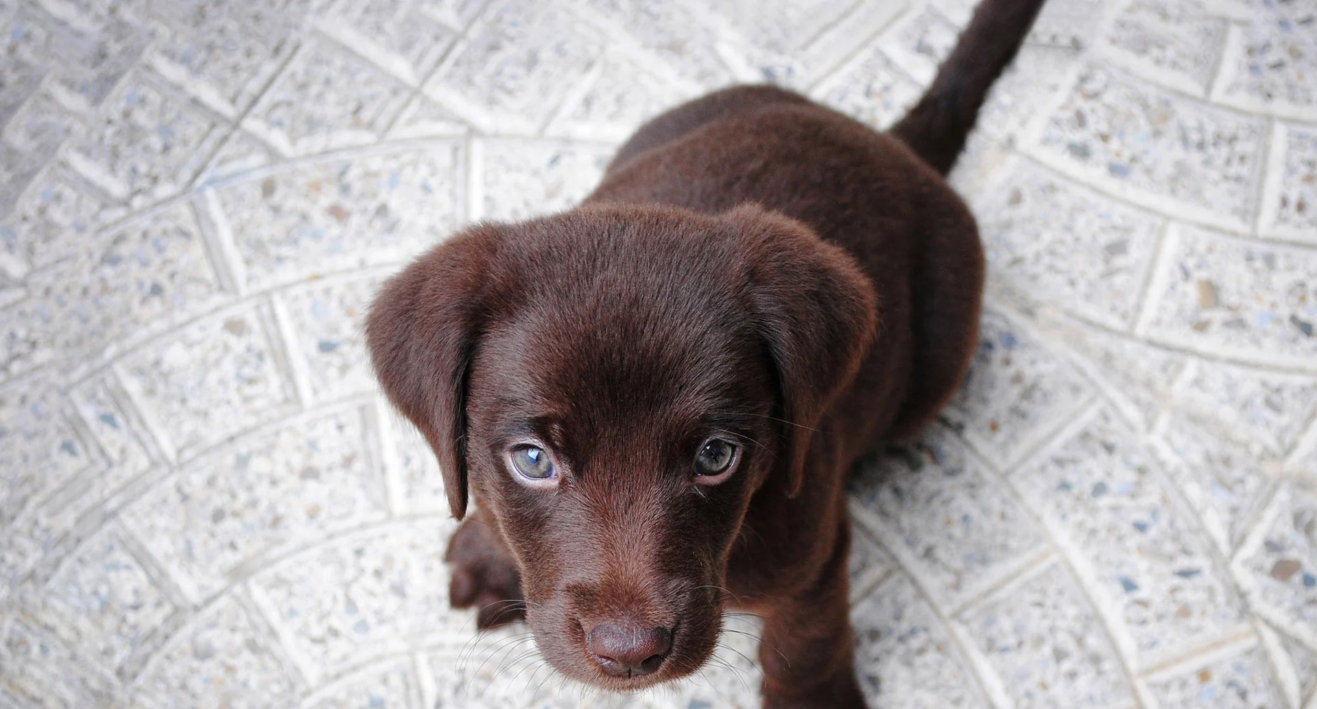 Assurance Chien