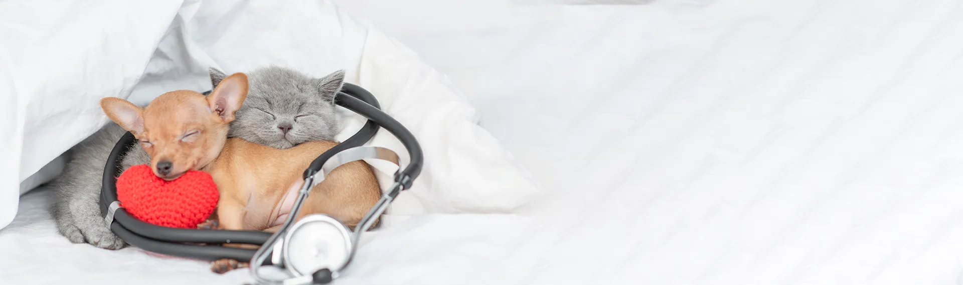 Assurance Chien & Chat