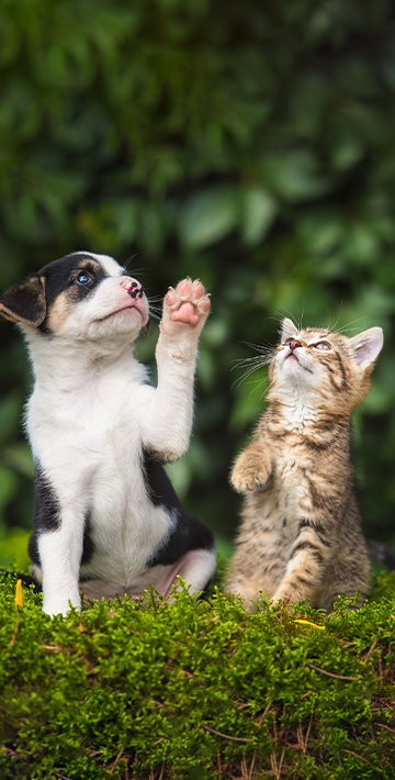 Assurance Chien & Chat