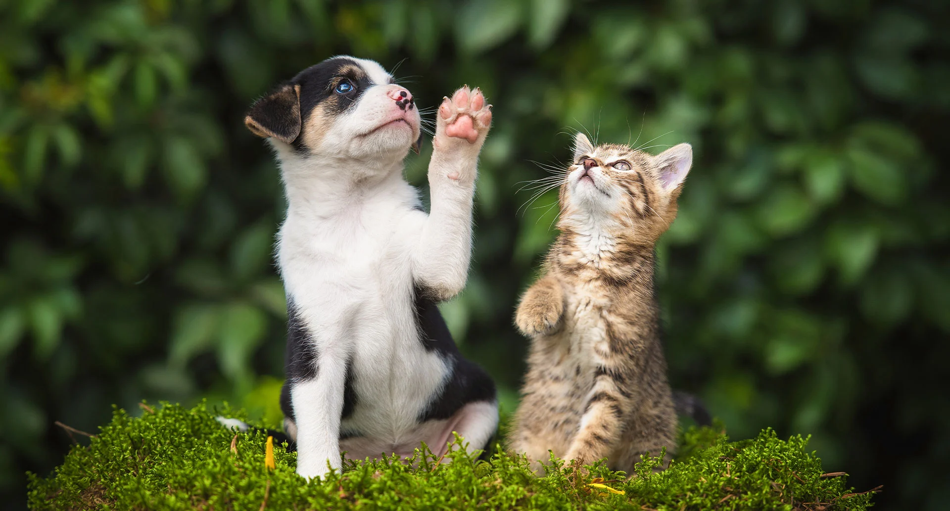 Assurance Chien & Chat