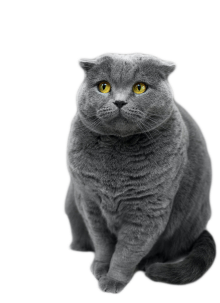 Chat