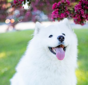 Le pyomètre chez la chienne non stérilisée
