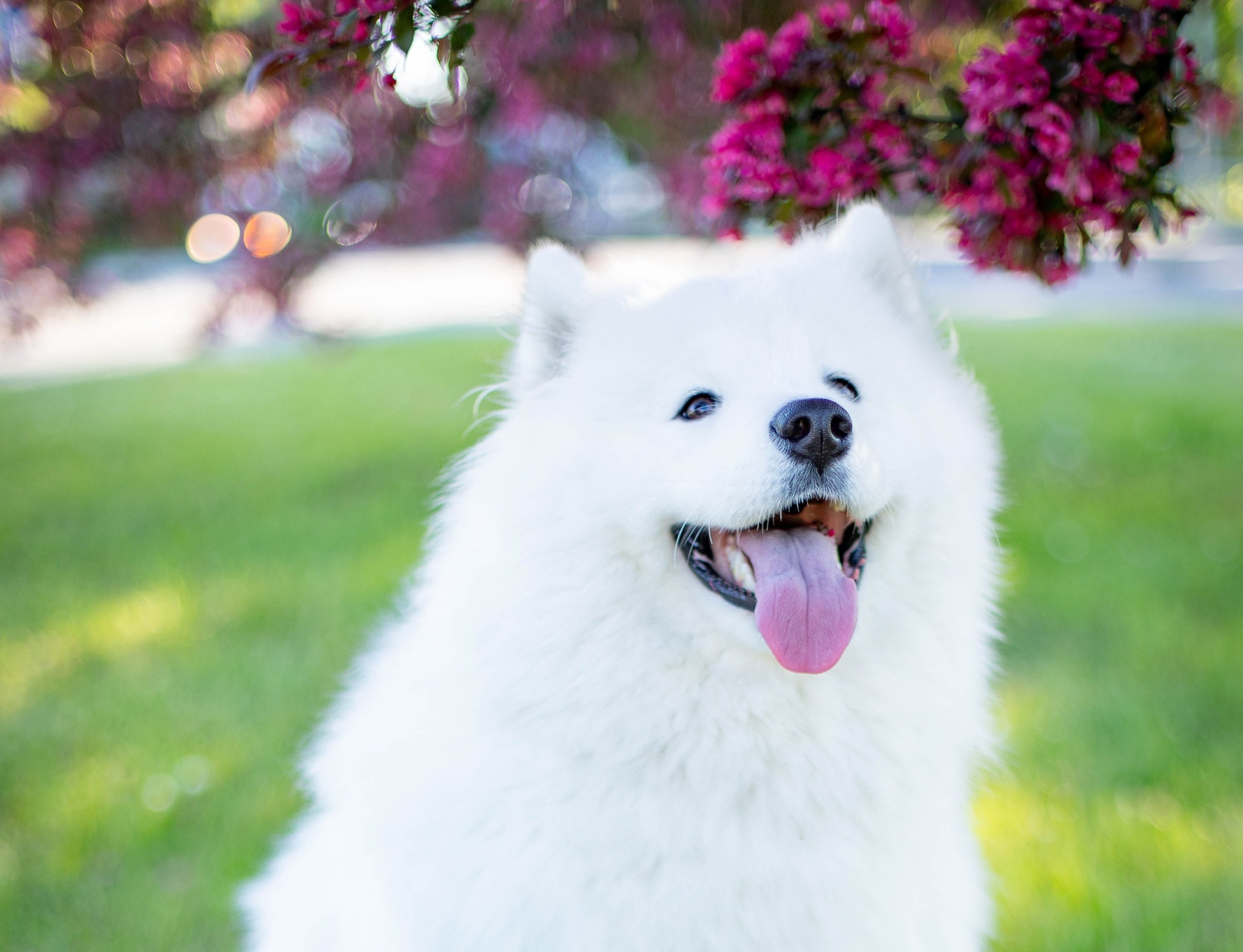 Le pyomètre chez la chienne non stérilisée Animaux Santé