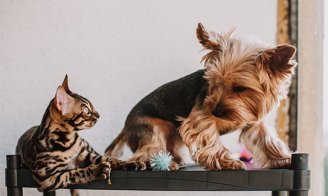 Cohabitation entre chien et chat