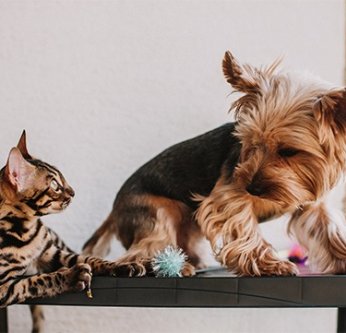 Cohabitation entre chien et chat