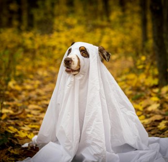 Fête d'Halloween : soirée effrayante pour nos animaux