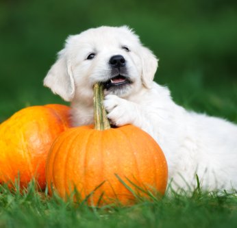 Fête d'Halloween : soirée effrayante pour nos animaux