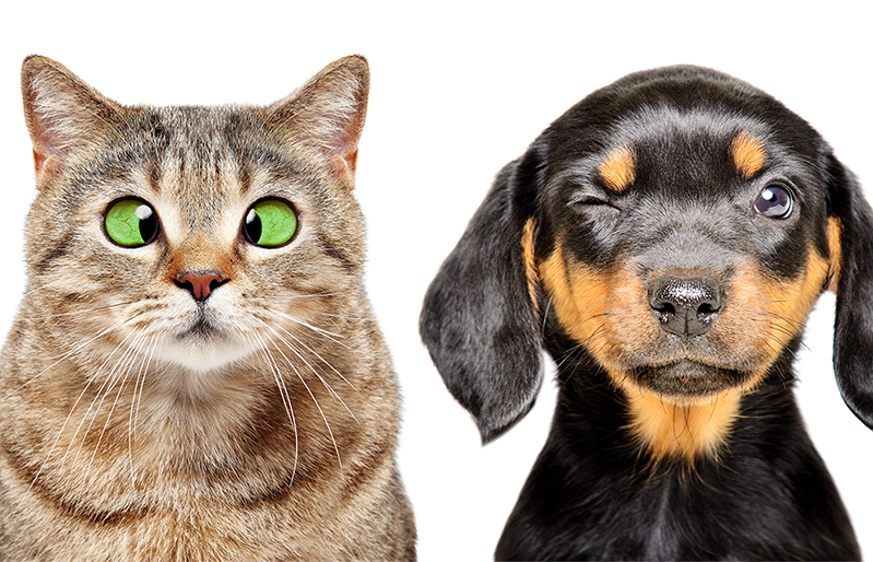 Animaux Santé, assurance chien et chat