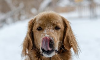 5 accessoires pour partir à la neige avec son chien
