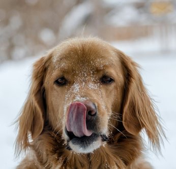 5 accessoires pour partir à la neige avec son chien