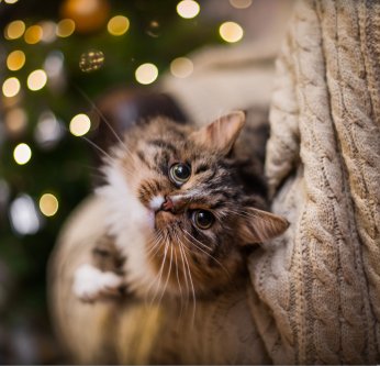 top 5 cadeaux chats