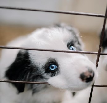 Interdiction de la vente de chats et chiens en animalerie depuis le 1er janvier 2024