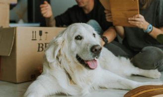 Comment préparer votre animal à un déménagement ?