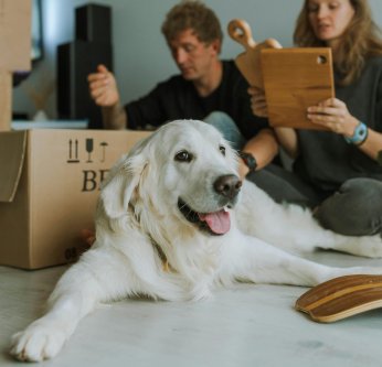 Comment préparer votre animal à un déménagement ?