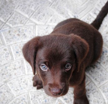 éduquer son chien ou son chiot