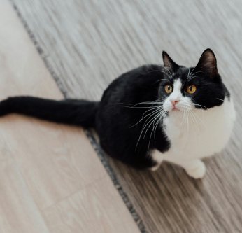 Pourquoi faire stériliser son chat ?