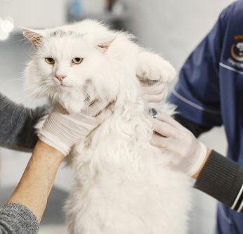 Combien coûtent les frais vétérinaires d'un chat par an ?