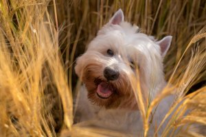 Westie dans un champ de blé
