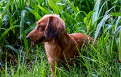 Les épillets, ennemis du chien
