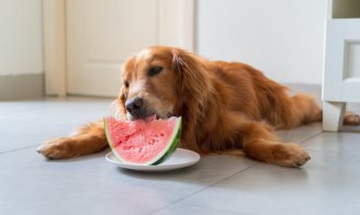 Aliments pour chien en été