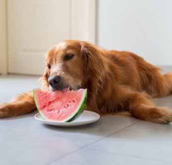 Aliments pour chien en été