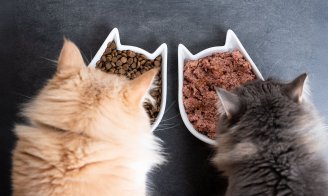 Aliments pour chat en été