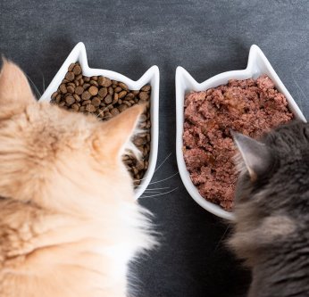 Aliments pour chat en été
