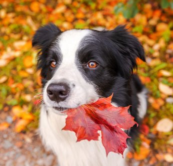 Automne : les bons gestes pour chouchouter votre animal