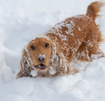 La neige et mon chien