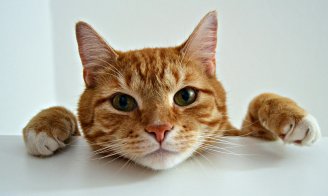 Comment choisir son assurance pour chat ?