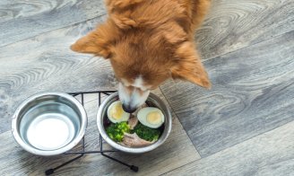 Donner des œufs à son chien : bonne ou mauvaise idée ?