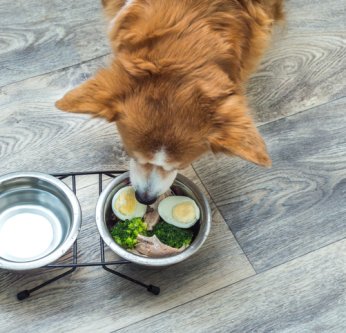Donner des œufs à son chien : bonne ou mauvaise idée ?