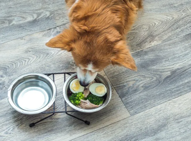 Donner des œufs à son chien : bonne ou mauvaise idée ?