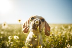 Les chiens et les chats peuvent-ils être allergiques au pollen ?
