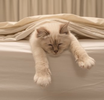 Les chiens et chats rêvent-ils eux aussi pendant leur sommeil ?