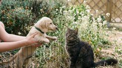 Les chats sont-ils aussi capable d’apprentissage ?